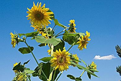 可能有“先锋2”“先锋3”？ 《使命召唤：先锋》开发商想要制作续集