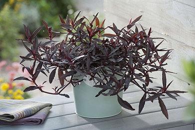 网友发现《街头霸王6》新LOGO是卡普空花80刀买的